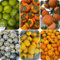 150 pcs Kaki Samen Winterhart Bio - exotische früchte, hochbeet balkon Diospyros kaki - Kaki Baum Pflanze säulenobst, geschenke pflanzen winterhart draußen, samen balkon extrem winterharte