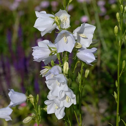Pfirsichblättrige Glockenblume (Campanula pers.) 'Alba' | 1 Stück | 11x11cm Zuchttopf | Weiß | 100% Blütegarantie | QFB Gardening
