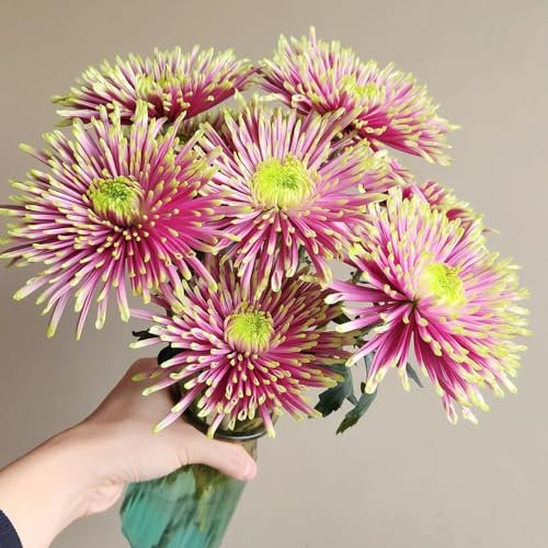 semi di fiori crisantemi piante per giardino piante resistenti in vaso crisantemo resistente rare, decorazione del soggiorno semi di fiori da balcone perenni resistenti all'esterno 35pcs