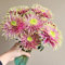semi di fiori crisantemi piante per giardino piante resistenti in vaso crisantemo resistente rare, decorazione del soggiorno semi di fiori da balcone perenni resistenti all'esterno 35pcs