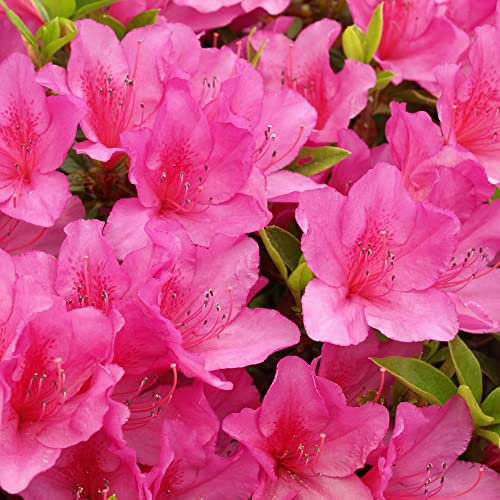 Azalea Anouk - Pink Spring Flowering Outdoor Garden Shrub Potted - Evergreen Hardy Plant for Bedding, Borders, Containers, Pots (1 Litre Pot, 15-25cm)