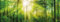 Poster Panorama Wald, 110 cm breit x 40 cm hoch, Dekoration, Kunstdruck, Wandbild, Fineartprint, Panorama Kunstdruck, Landschaft Bäume Wald, Premium Qualität