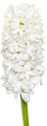The Bulb Farmers - 40 x Hyazinthe 'White Blush' - Wei - Blumenzwiebeln direkt vom Züchter - Frühjahrsblüher - Zwiebelgröße 16/17 (die optimale Größe für den Garten)