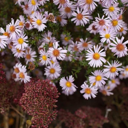 Bloomique – 6er-Set – Aster Apollo – Herbstaster – Gartenpflanzen – Reichblühend – Winterhart – Mehrjährig – Bodendecker – 10–20 cm hoch – Topf 9 cm