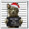 Brainbox Candy - Lustige und lustige Weihnachtskarten - Weihnachtsbaumkiller - Weihnachtskarte für Katzen - freche Weihnachtskarte - für Ihn, Sie, Mann, Frau, Partner, Freund