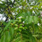 semi resistenti dell'olivo, alberi da frutto nani, giardino interno semi di olivo regali sostenibili per donne, piante da giardino piante, piante perenni resistenti Frutto a colonna 10pcs