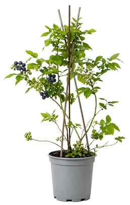 Myoshome - Arándano Planta Natural en Maceta, 50 cm de altura, Vaccinium corymbosum Arbusto Frutal Exterior con Frutos Azules para Jardín Terraza Huerto Planta Natural Fácil Cuidado. Arandanos