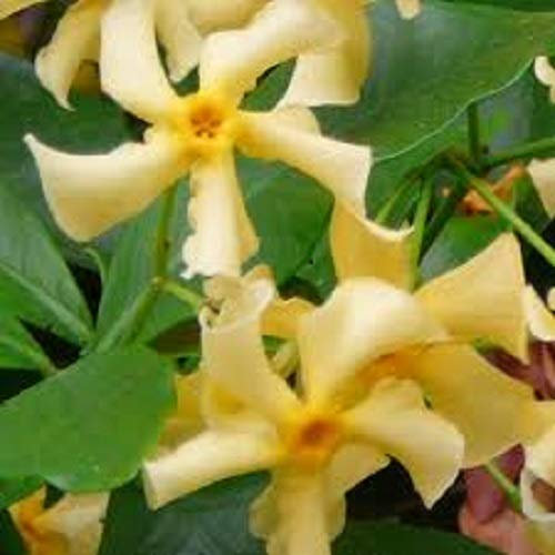 Trachelospermum Star of Toscane Evergreen Star Jasmine with Yellow Scented Flowers Climbing Plant 1 Litre Pot