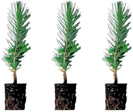 3 Plantas natural Pino piñonero. Pinus Pinea. 20-30 cm. En cepellón listos para plantar. Plantar un pino piñonero ayuda al medio ambiente, provee sombra, belleza y piñones nutritivos.
