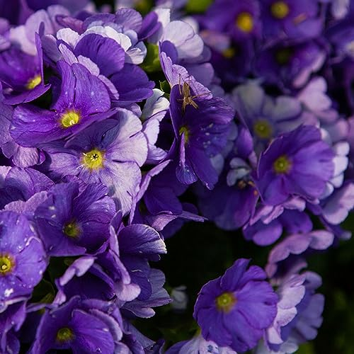 500 Stücke Primeln Samen, Gartendeko Für Draußen, Gärtner Geschenke Primeln Pflanzen Im Topf Garten Pflanzen Winterharte, Wildblumen Balkonblumen Winterharte Kübelpflanzen, Winterharte