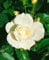 Rosa 'Schneewittchen' - Edelrose, reinweiße Blüten, Blütezeit Juni-Oktober, ideal für Beete und Kübel, duftend, pflegeleicht und winterhart