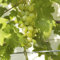 Tafeltraube Weintrauben Kernlos Winterhartes,Weinreben Winterhart,Lebende Pflanzen,Weinreben,Tafel-Trauben,Trauben Kernlos Pflanzen Winterhart Traubenwurzel Pflanze,-4 Weinreben pflanzen-I