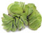 K2AQUA Salvinia Natans Floating Live Plant Natural Aquatic Decoration for Aquariums and Ponds Hardy Oxygenating Water Plant