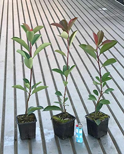 Fotinia Photinia x fraseri Red Robin 24 piante da siepe in vaso ø9 cm Vivaio di Castelletto