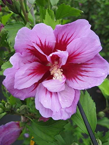 Hibiscus syriacus Purple Pillar (S) - Garteneibisch - 80-100