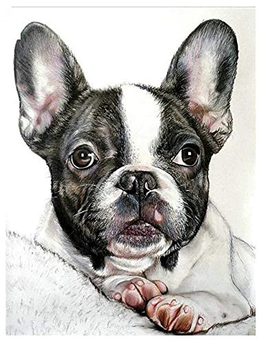 DIY 5D Diamant Painting Bilder Französische Bulldogge Voll Diamond Painting Kits für Erwachsene,Kristall Strass Stickerei Kreuzstich Mosaik Gemälde KunstHandwerk für Home Wand Dekor 30x40cm/12x16in
