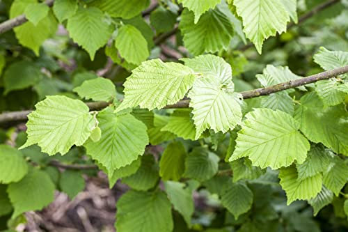 Corylus avellana 150-200 cm - Haselnussstrauch, essbare Nüsse, ideal für Hecken und Wildgärten, bienenfreundlich, winterhart