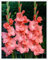 Bulbi Di Gladioli,Bulbi,Belli,Piantati In Tutte Le Stagioni, Fiori Recisi,Gladioli,Orchidee,Pianta Di Gladiolo-3bulbi-A