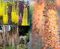 Eremurus 10 Samen, Steppenkerze, Steppenlilie