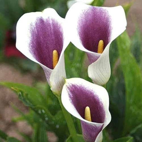 Winterharte Zwiebeln,Calla Pflanze Zwiebeln,Calla-Zwiebeln,Hochzeitsblumen,Seltene Pflanzen,Zierblumen,Perfekte Schnittblumen,Lebende Pflanzen,Natürlich-8 Zwiebeln-B