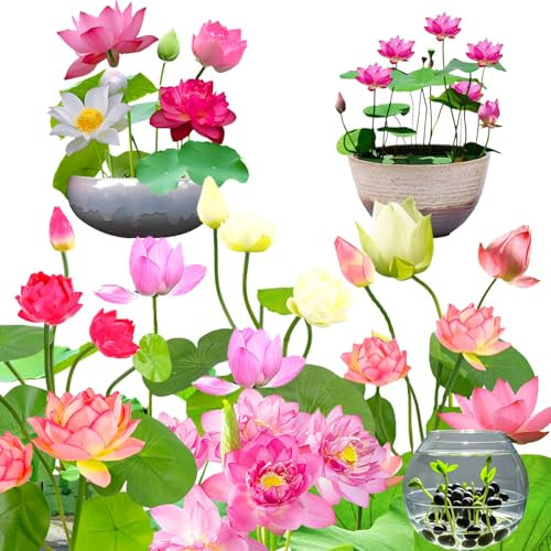 30 Pieza Semillas de Loto, Semillas de Loto Mixtas, Semillas de Loto de Agua, Bowl Lotus Seeds, Planta bonsái, Planta Acuática para Cultivo en Estanques de Jardín Interior Exterior