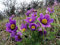 5 Samen von Pulsatilla Vulgaris Kuhschelle