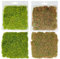 Cayway 2 PCS Miniature Vegetation Colorful Flower Cluster, 2 Color Static Grass Tuft Model Grass Tufts Flower Vegetation Groups Static Grass Tufts for DIY Model Train Landscape Railroad Scenery