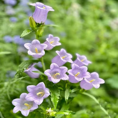200 pcs glockenblume winterhart samen pflanzensamen zimmerpflanzen zimmerpflanze topfpflanzen draußen winterhart winterharte kübelpflanzen balkonblumen samen blumensamen geschenk