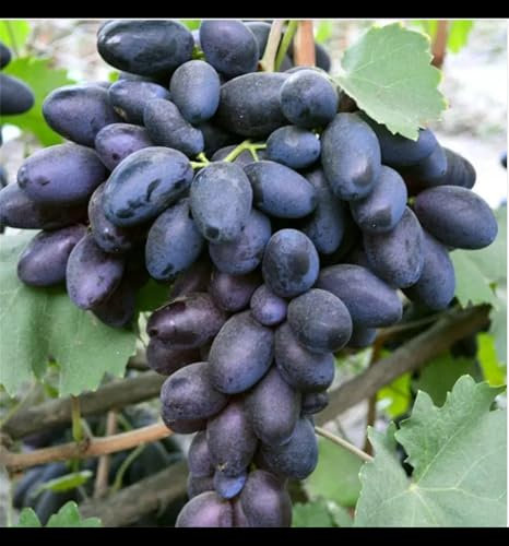 Weinreben,Weinreben winterhart,Winterhartes,Tafeltraube Weintrauben kernlos, Traubenwurzel Pflanze,Vitis vinifera,Tafel-Trauben-1 Weinreben pflanzen-C