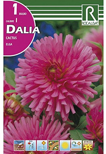BULBO DALIA ELGA - 1 UD.…