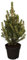 Picea glauca 'Conica' 30-40 cm - Zuckerhutfichte, immergrün, kegelförmig, ideal für Kübel und Rabatten, pflegeleicht, winterhart