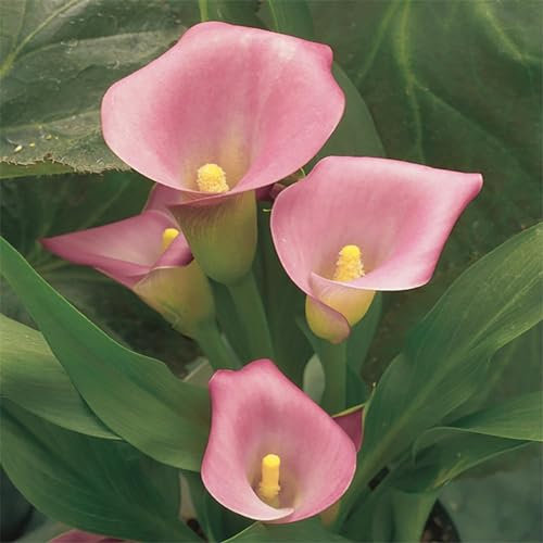 Bulbos calas colores,calas bulbos, plantas ornamentales perennes, aptos para principiantes, decoración de interiores.-2Bulbos-B