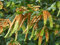 seedsown Tropica - 200 Samen Bodhi-Baum (Ficus religiosa)