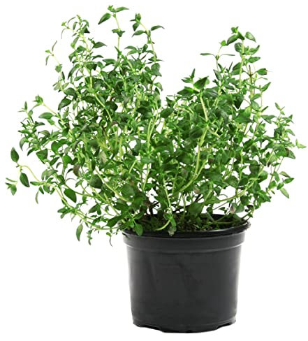 Orégano Natural Planta de Exterior Perfecta para Jardines y Terrazas