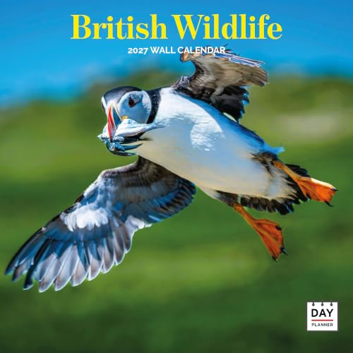 Dayplanner Publishing British Wildlife Calendar 2027, Large | Large square 16-month wall calendar, ideal as a British Wildlife gift.