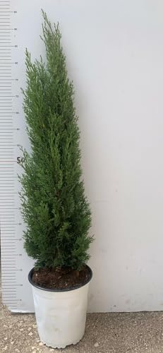 PIANTA DI CUPRESSUS SEMPERVIRENS  TOTEM VASO 19 CM H 75/80 CM (FOTO REALI)