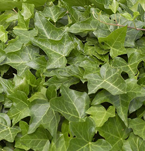 10x Gemeiner Efeu 15-20cm - Hedera helix