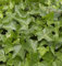 10x Gemeiner Efeu 15-20cm - Hedera helix