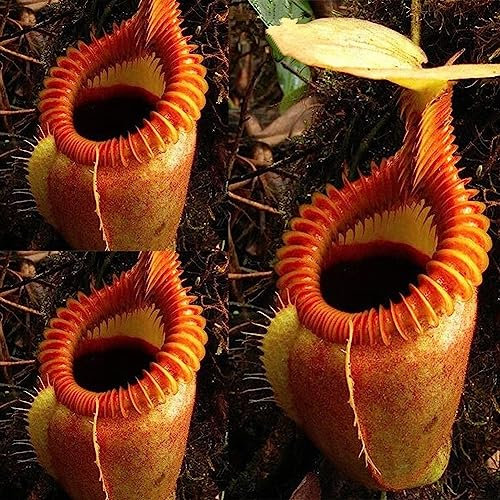 Saterkali Nepenthes-Samen, 120 Samen, seltene Nepenthes-Fliegenfalle, fleischfressende Bonsai-Topfpflanze für den Balkon
