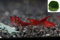 Garnelen Tom Red Fire Cherry Zwerggarnele, 10 Stück + eine Mooskugel