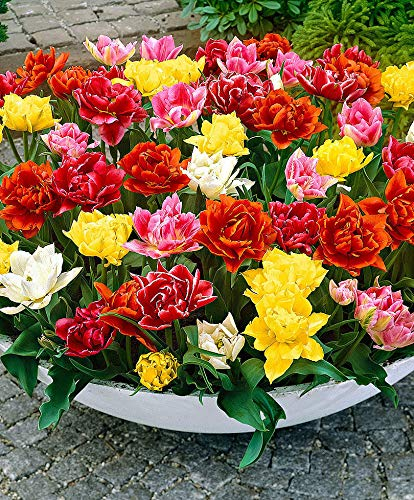 Portal Cool 10Pcs gelbe doppelte Tulpe schöne Tulipanes Bonsai Blume (nicht Tulpenzwiebeln) Topf