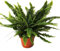 DECOALIVE Helecho Planta Natural Que Absorbe la Humedad del Hogar, 8436606537879