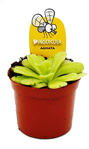 Exotenherz - Planta carnívora - Grasa - Pinguicula agnata - Maceta de 9 cm
