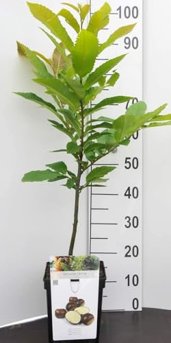Kastanie Zwergobstbaum oder Mini Obstbaum Kastanienbaum Castanea sativa