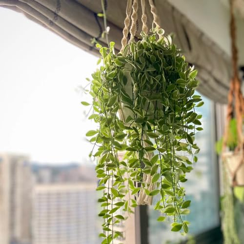 50 Pcs Grünlilie Samen, Grünlilien Kletterpflanzen Winterhart Schnellwachsend (Chlorophytum Comosum) Kletterpflanzen Winterhart, Pflanzen Hängend, Seltene Pflanzen Bonsai Samen, Nachhaltige