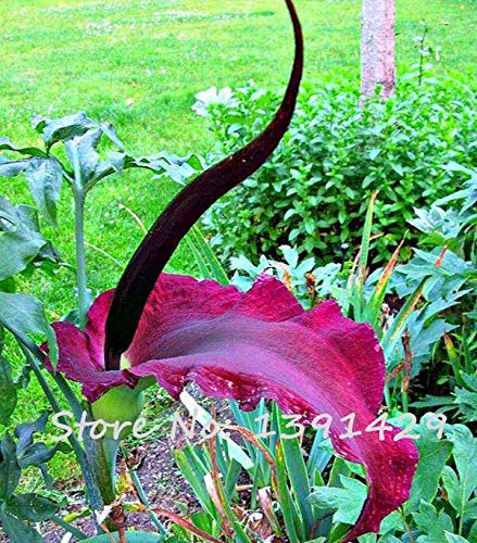 1 Beutel = 100 Stücke Seltene Voodoo Lilie Samen Schlange Lilie Blumensamen Tropical Plante Gartendekoration Balkon Topf Zimmerpflanzen