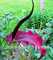 1 Beutel = 100 Stücke Seltene Voodoo Lilie Samen Schlange Lilie Blumensamen Tropical Plante Gartendekoration Balkon Topf Zimmerpflanzen