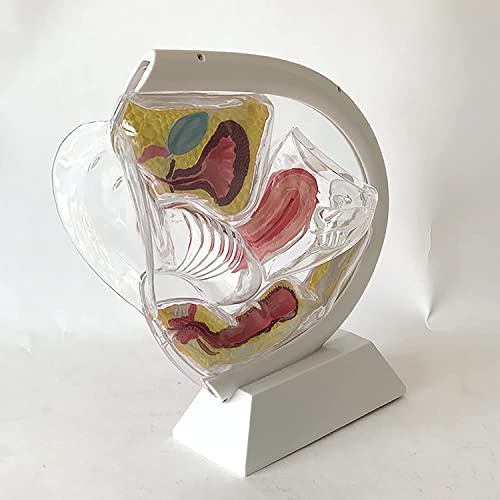 Modello Di Utero Trasparente Dimostrazione Della Coppetta Mestruale Modello Didattico Contraccettivo Organo Riproduttivo Femminile Modello Anatomico Dell'ovaia Pelvica Sistema Riproduttivo Uterino