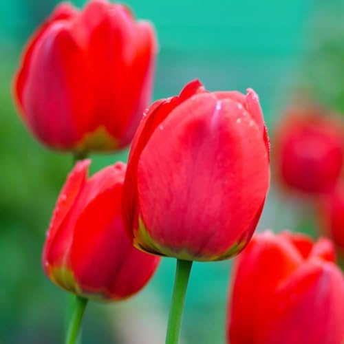 Plant in a Box - Tulipa Red Impression - Blumenzwiebel x14 - Tulp - Rot - Tulpen von Holland