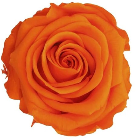 VERDISSIMO Rosa Eterna Stabilizzata Asta 55 cm Diametro 5 - 5,5 cm (1, Arancione)
